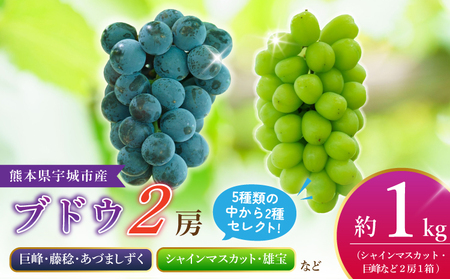 先行予約[2026年8月下旬から2026年9月上旬頃発送]ブドウ 2房 約1kg (1箱)