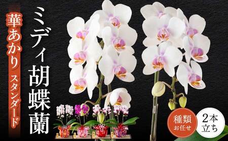 蘭 ミディ胡蝶蘭 華あかり スタンダード 2本立ち