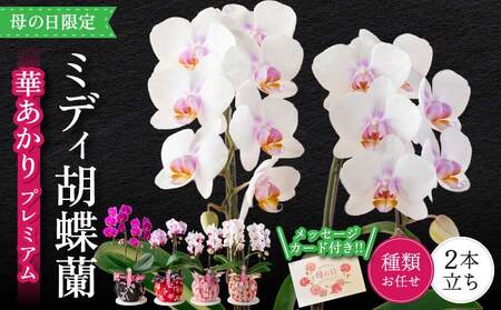 蘭 胡蝶蘭 ミディ胡蝶蘭 華あかり プレミアム 2本立ち[母の日限定]