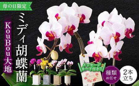 蘭 胡蝶蘭 ミディ胡蝶蘭 KouBou 大地 2本立ち[母の日限定]
