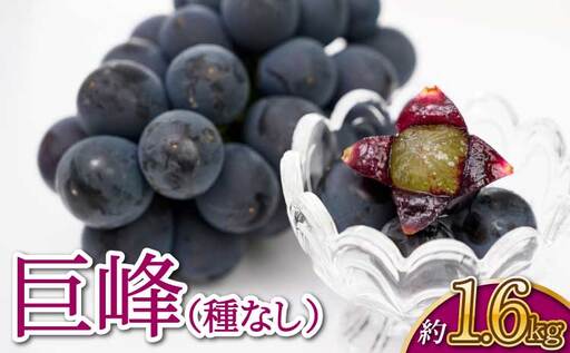 [先行予約][2026年7月上旬〜8月上旬頃順次発送予定]巨峰 (種なし) 約1.6kg サンサンうきっ子宇城彩館