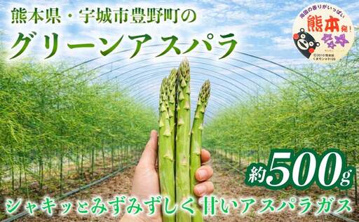 グリーンアスパラ 約500g (S〜L)[2026年3月上旬〜6月下旬発送予定]