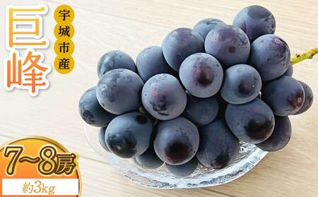 巨峰 きょほう 葡萄 ぶどう 約3kg 7〜8房 [8月上旬〜8月下旬発送予定] みのだ観光農園 熊本県 宇城市産