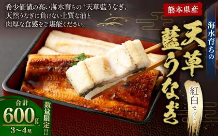 [ミシュラン1つ星店 採用]うなぎ 国産 紅白3-4尾セット600g ギフト 蒲焼き 白焼き 鰻重 鰻丼 [数量限定]海水育ちの天草藍うなぎ 紅白 3〜4尾セット(計約600g)