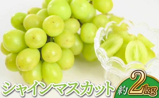[先行予約][2026年7月下旬〜8月下旬頃順次発送予定]シャインマスカット 約2kg(3〜5房)サンサンうきっ子宇城彩館