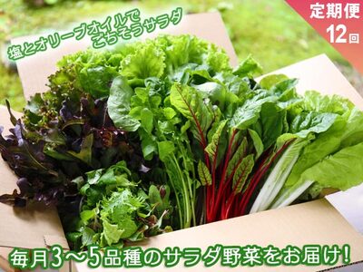 [定期便 全12回]サラダ野菜セット〜3〜5品種を毎月お届け〜