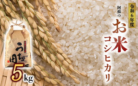 令和6年度産 内田農場の新米 コシヒカリ5kg 1袋 白米