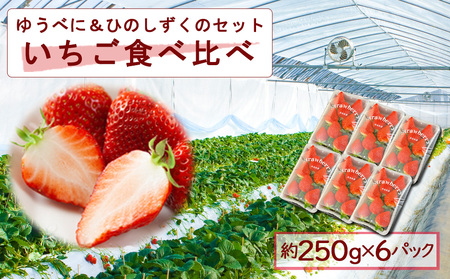 いちご 食べ比べセット ゆうべに・ひのしずく 各3パック 計6パック 高藤農園 いちご フルーツ 果実 ゆうべに ひのしずく ふるさと納税 熊本県 阿蘇市