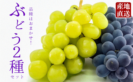 もぎたて葡萄セット ぶどう 食べ比べ 約2種セット 約1.5kg 品種はおまかせ 熊本県 阿蘇市