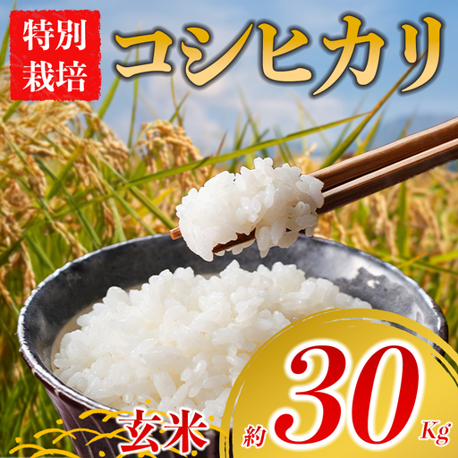 特別栽培米 コシヒカリ 約30kg×1(玄米)阿蘇アグロスタイル 米 ごはん 人気 美味しい 甘味 もちもち なめらか 減農薬 湧水 熊本県 阿蘇市
