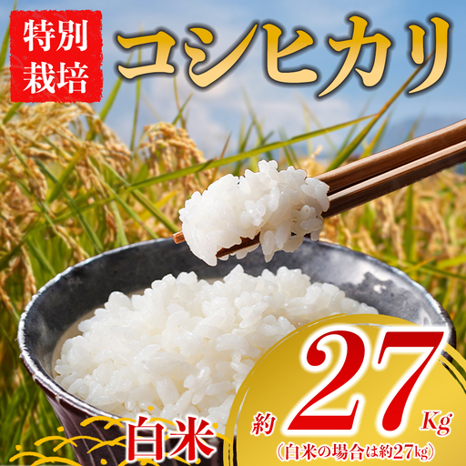 特別栽培米 コシヒカリ 約27kg×1(白米)阿蘇アグロスタイル 精米 米 ごはん 人気 美味しい 甘味 もちもち なめらか 減農薬 湧水 熊本県 阿蘇市