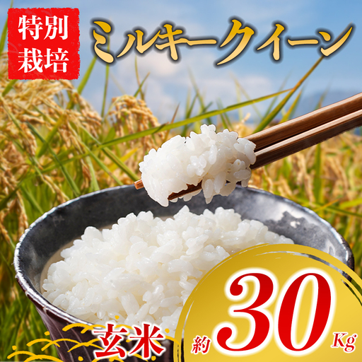 特別栽培米 ミルキークイーン 約30kg×1(玄米)阿蘇アグロスタイル 米 ごはん 人気 美味しい みるきーくいーん 甘味 もちもち なめらか 減農薬 湧水 熊本県 阿蘇市
