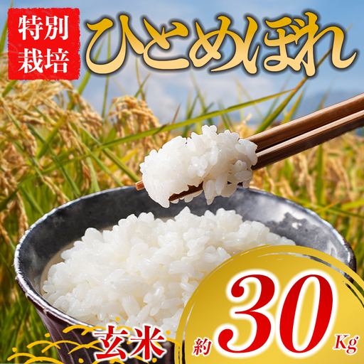 特別栽培米 ひとめぼれ 約30kg×1(玄米)阿蘇アグロスタイル 米 ごはん 人気 美味しい 甘味 もちもち なめらか 減農薬 湧水 熊本県 阿蘇市