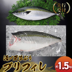 S042-005_活〆天草ぶり ブリフィレ 約1.5kg[先行予約]