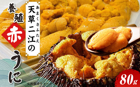 S157-008_天草二江の養殖赤うに 80g 天草 二江 養殖 赤うに 有明海 宝の海 魯山人 認めた 幻 ウニ 殻 朱色 濃厚 甘み 特徴 希少 ウニ概念 変わる 大粒 きれい 海産物 ご褒美 贈答品 贈答用 冷蔵 お取り寄せ お取り寄せグルメ 熊本県 天草市 送料無料