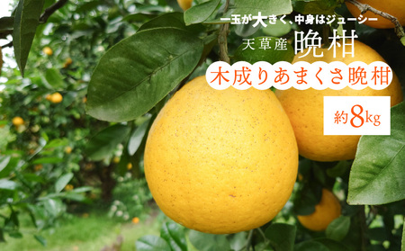 S153-003_熊本県天草産木成りあまくさ晩柑 約8kg