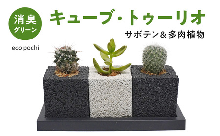 S060-122_キューブ・トゥーリオ 世界初の消臭グリーン(サボテン・多肉植物)