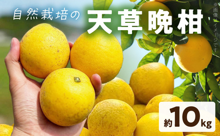 S178-002_[自然栽培]天草晩柑 約10kg