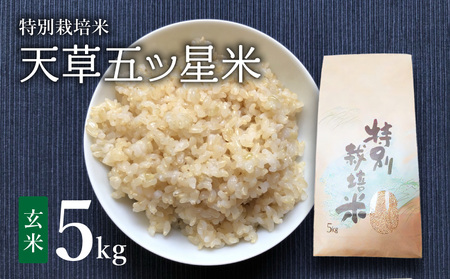 S061-010A_令和5年産 特別栽培米 天草五ッ星米 玄米 5kg