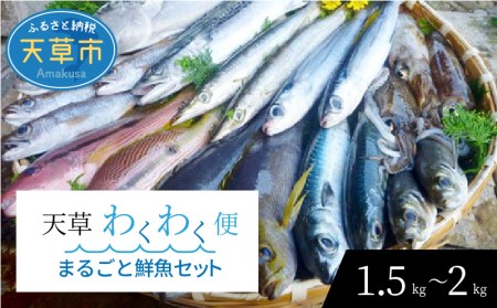 S059-017A_[鱗 内臓 除去済み] 天草わくわく便 まるごと鮮魚セット