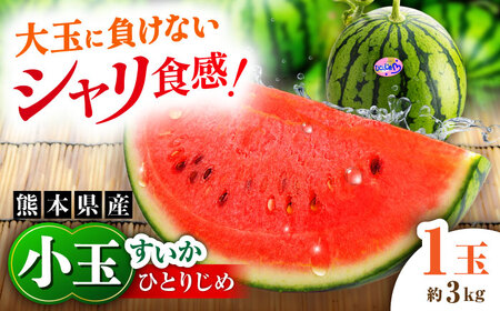 [先行予約][数量限定]小玉すいか 1玉入(約3kg) [一般社団法人クラッシーノこうし][AYAB023]