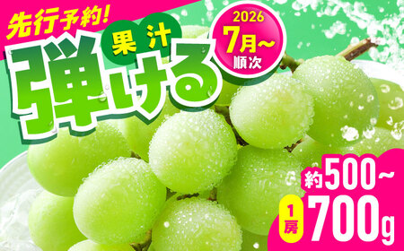 [2026年発送分 先行予約][数量限定]シャインマスカット 1房(約500〜700g)シャインマスカット [AYCX002]