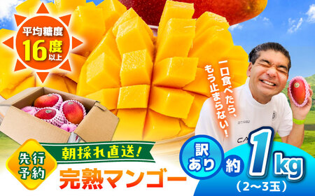 [2026年発送分 先行予約] [訳あり] [数量限定] 菊池マンゴー約1kg(2〜3玉) L〜4Lサイズ マンゴー マンゴー マンゴー マンゴー マンゴー [AYDF001]