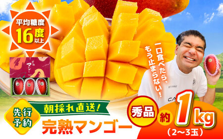 [2026年発送分 先行予約][数量限定]秀品 菊池マンゴー約1kg(2〜3玉) L〜3Lサイズ マンゴー マンゴー マンゴー マンゴー マンゴー [AYDF003]