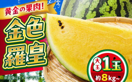 [2026年 先行予約][数量限定]すいか 金色羅皇 1玉入り 約8kg以上 黄色い スイカ 甘い[日本フルーツ株式会社][AYDA008]