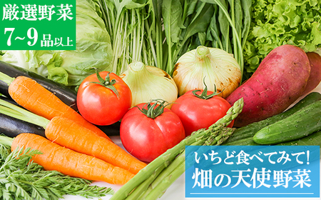 [お試し単品]いちど食べてみて「畑の天使」野菜[野菜のみ]おまかせ 詰め合わせ 旬 野菜セット 新鮮 こだわり 朝採れ 採れたて フレッシュ サラダ 料理 人気 おすすめ 産地直送 熊本県 南関町