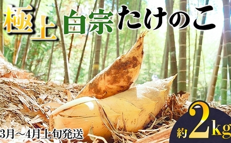 [先行受付][限定数量]極上 白宗たけのこ 2kg予約 3月〜4月上旬発送 熊本県 南関町産 春 筍
