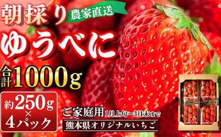 [先行予約]農家直送 南関町産いちご(ゆうべに) 計1kg 4パック 家庭用 1月上旬〜3月末 順次発送 Sから3Lまで混在