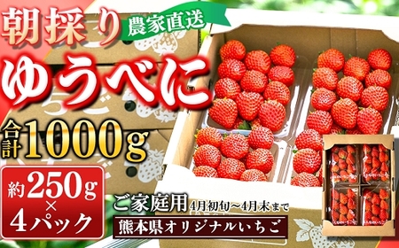 [先行予約]農家直送 南関町産いちご(ゆうべに) 計1kg 4パック 家庭用 4月初旬〜末まで 順次発送 Sから3Lまで混在