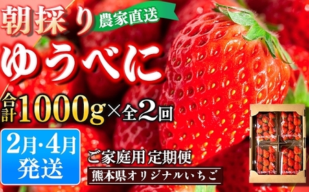 定期便(全2回)[先行予約]農家直送 南関町産いちご(ゆうべに) 計1kg 4パック×2 家庭用 2月・4月の2回発送 Sから3Lまで混在