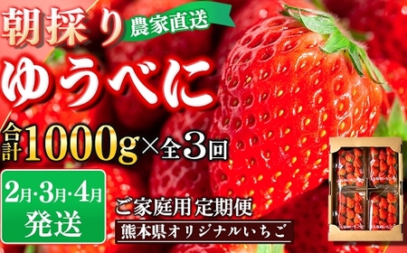 定期便(全3回)[先行予約]農家直送 南関町産いちご(ゆうべに) 計1kg 4パック×3 家庭用 2月・3月・4月の3回発送 Sから3Lまで混在