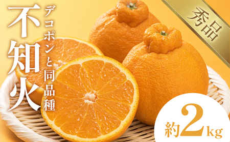 不知火(デコポン同品種) 約2kg 日本フルーツ株式会社 熊本県 長洲町 [2026年1月下旬-2月末頃出荷予定] デコポン 果物 秀品 フルーツ スイーツ デザート ギフト ご贈答