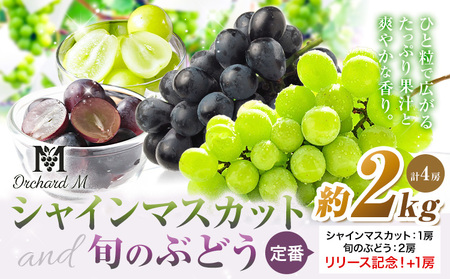 [プラスワン企画実施中] シャインマスカット 1房・旬のぶどう 2房+お試しぶどう 1房 計2房 [8月中旬-10月上旬頃出荷]熊本県 長洲町 果物 フルーツ スイーツ デザート Orchard M