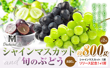 [プラスワン企画実施中] シャインマスカット 1房 + お試しぶどう 1房 計 2房 Orchard M[8月中旬-10月上旬頃出荷]熊本県 長洲町 果物 フルーツ スイーツ デザート