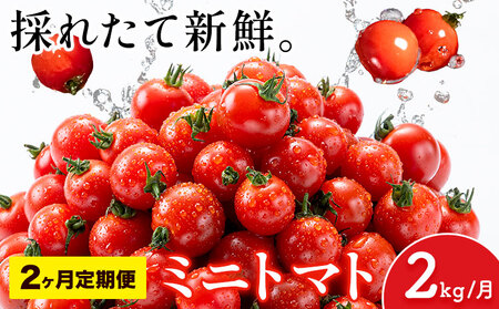 [2ヶ月定期便]ミニトマト とれたてミニトマト 2kg/月×2回 トマト 野菜 サラダ ダイエット おやつ パスタ マリネ 有機肥料 ミニトマト宮本[お申込み翌月から出荷] 熊本県 長洲町 送料無料 トマト とまと 野菜 国産 熊本県産