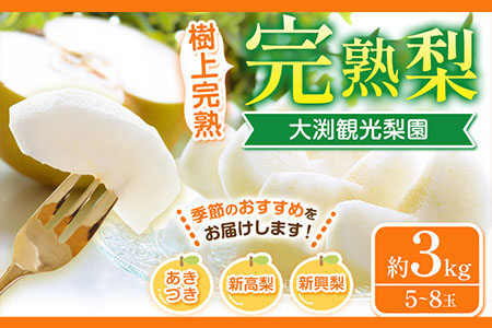 梨 完熟梨 ( あきづき 新高梨 新興梨 のいずれか) フルーツ 果物 旬 期間限定 梨 約3kg (5〜8玉) 熊本県長洲町産 [9月上旬-12月中旬頃出荷]大渕観光梨園
