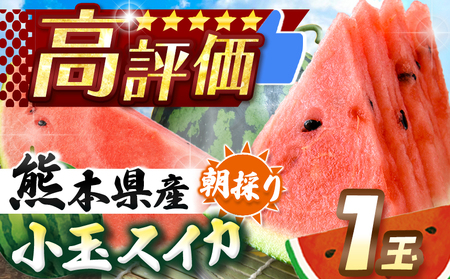 [先行予約] 小玉スイカ(赤色)1玉 熊本県和水町産 [2025年(令和7年)4月中旬〜6月頃にかけて順次発送予定] | 熊本県 和水町 くまもと なごみまち すいか 西瓜 watermelon 小玉 1玉