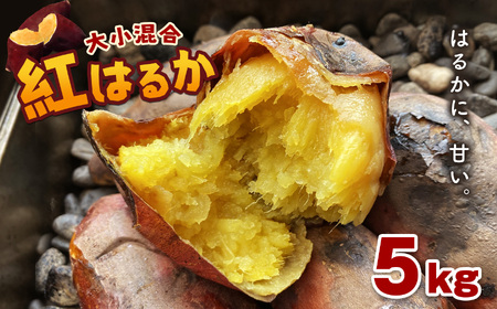 さつまいも 紅はるか 5kg | 熊本県 熊本 くまもと 和水町 なごみ いも イモ 芋 サツマイモ 紅はるか 5kg 甘藷