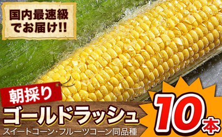 日本最速級出荷 朝採り ゴールドラッシュ 10本入り 3L-Lサイズ [6月上旬- 6月末頃出荷] 熊本県 大津町 スイートコーン フルーツコーン とうもろこし トウモロコシ