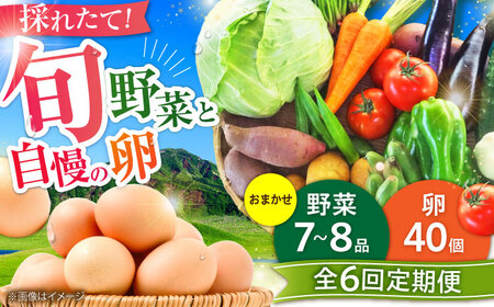 [全6回定期便][数量限定][新鮮たまごと旬の野菜セット(野菜7から8品程度+40個) / 菊陽野菜 新鮮野菜 とれたて野菜 季節野菜 旬野菜 特産野菜 卵 菊陽卵 特産卵[有限会社さんふれあ][BHAK010]