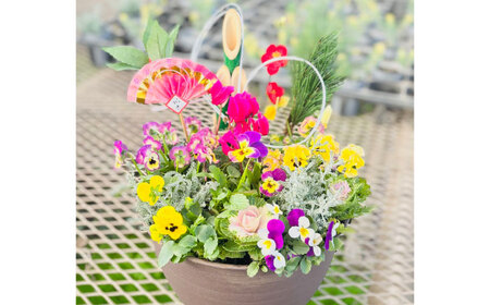 新年を華やかに彩る お正月の寄せ植え(おまかせ) / 寄せ植え 寄せ植え 寄せ植え 寄せ植え 寄せ植え[BHBG001]