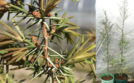 ジュニパーベリー特大苗(西洋ネズ)オス木・メス木セット Juniperus communis 樹高150cm前後 口径21cmスリット鉢植え[Herb&Rose][BHCQ002]