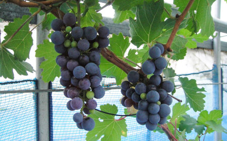 ワイン用 ブドウ苗(カベルネソービニヨン用) 6号鉢入り 2〜3年生 大苗 樹高60cm前後 ぶどう