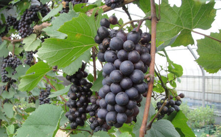 ワイン用 ブドウ苗(ガメイ)6号鉢入り 2~3年生 大苗 樹高60cm前後 苗 苗木 果樹 / ぶどう ぶどう苗木 葡萄 ぶどうの木 庭木 植木 ガーデニング 熊本県 菊陽町[Herb&Rose][BHCQ005]