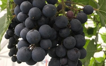 ワイン用 ブドウ苗(ピノノワール)6号鉢入り 2~3年生 大苗 樹高50cm前後 苗