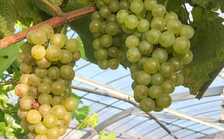 ワイン用 ブドウ苗(シャルドネ) 6号鉢入り 2~3年生 大苗 樹高60cm前後 苗 / 苗木 果樹 ぶどう ぶどう苗木 葡萄 ぶどうの木 庭木 植木 熊本県 菊陽町[Herb&Rose][BHCQ007]